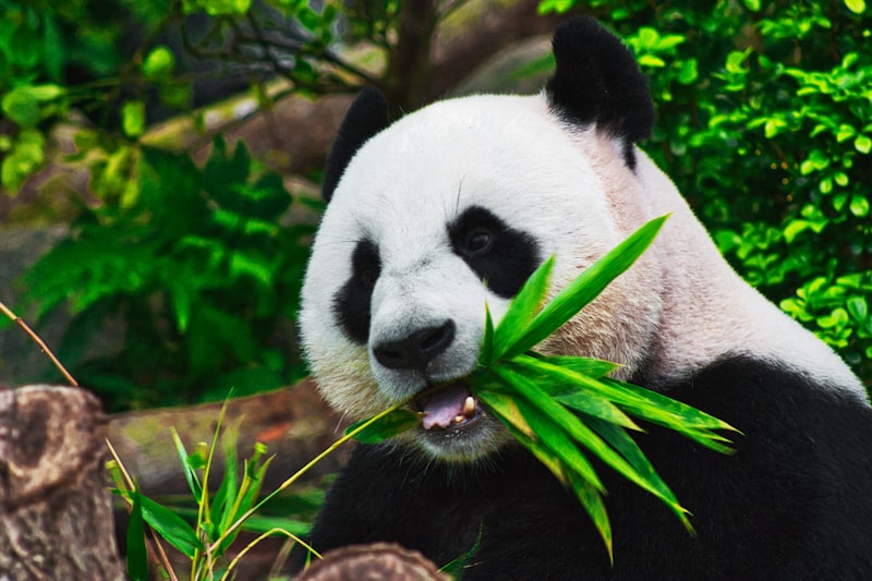 Singapore Zoo wildlife habitat on a family-friendly Singapore tour